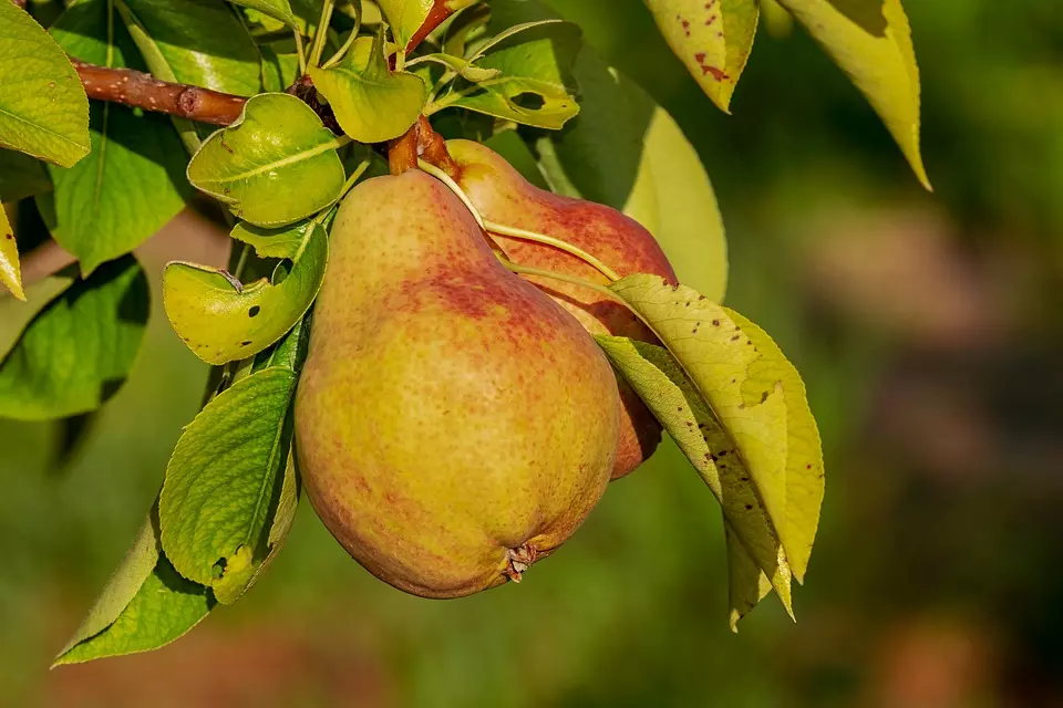 pear-3560106_960_720