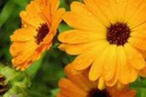 prirodno111 prirodno111