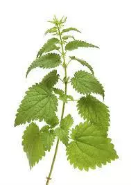 prirodno222 prirodno222