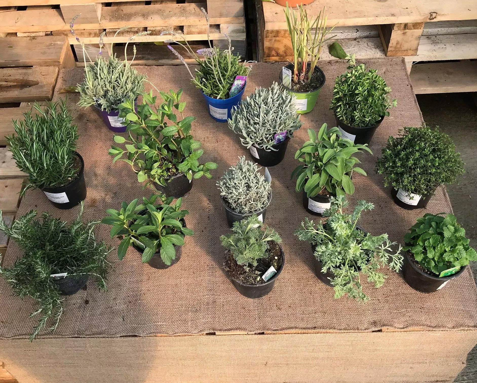 proizvodnja_izbor_sadnica_Lučko_Zagreb