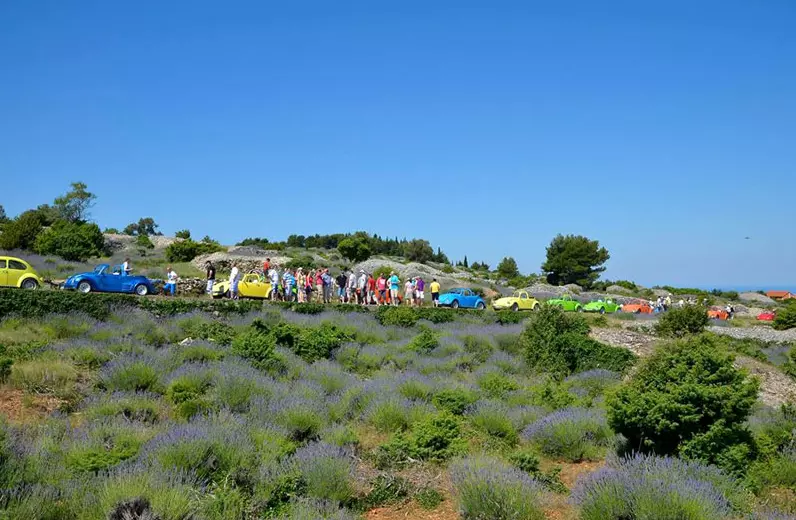 rapidus_33333 rapidus_33333