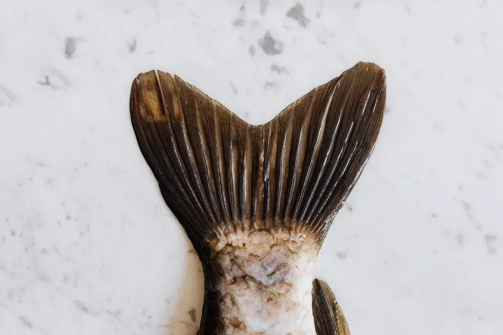 ribaprodaja2 ribaprodaja2