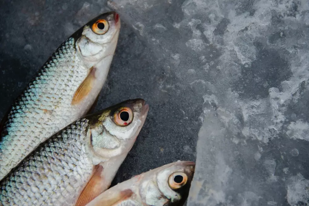 Prodaja svježe ribe Prodaja svježe ribe Kostrena