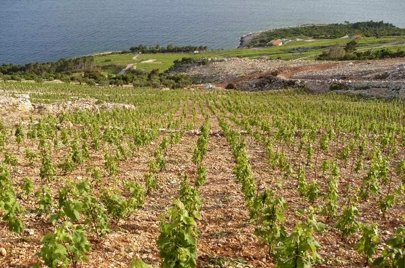 skaramuca-5 skaramuca-5