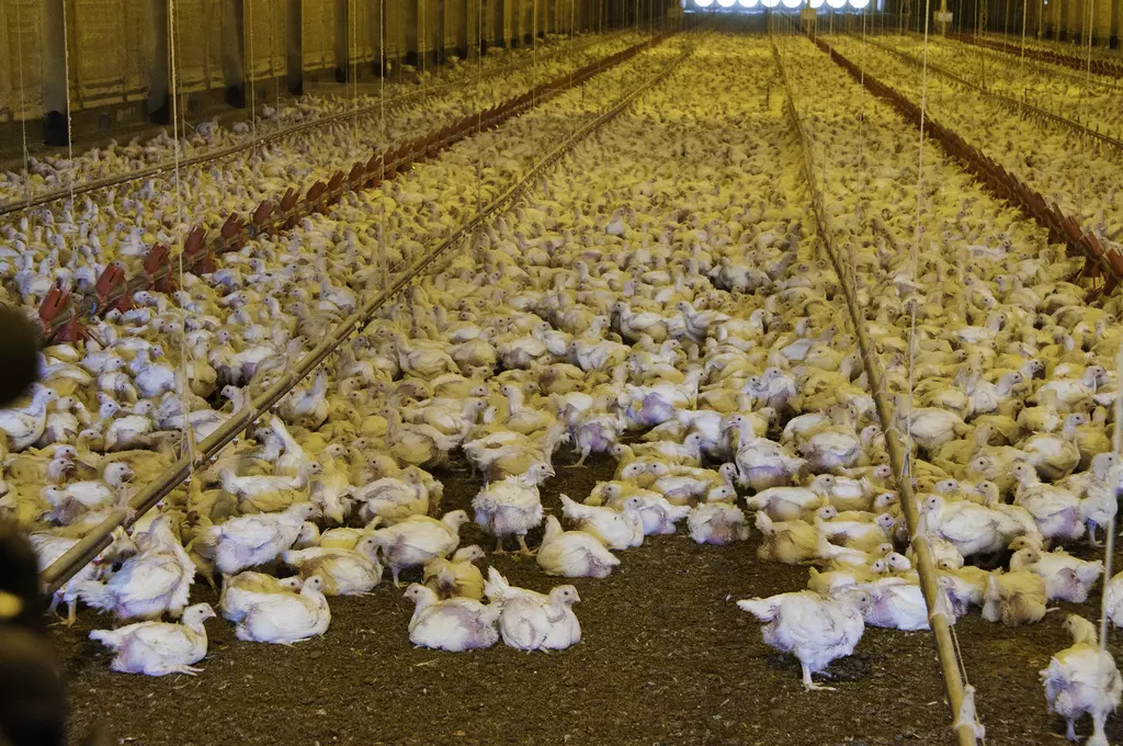 sladana111 sladana111