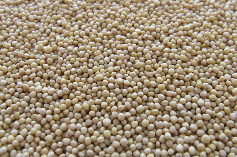 Prodaja i uzgoj soje, poljoprivreda Prodaja soje selo Vetovo, Hrvatska