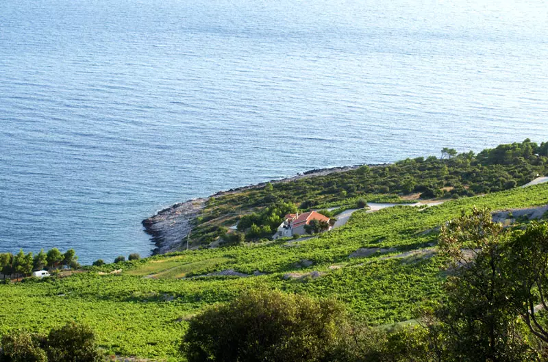 vina_skaramuca1 vina_skaramuca1