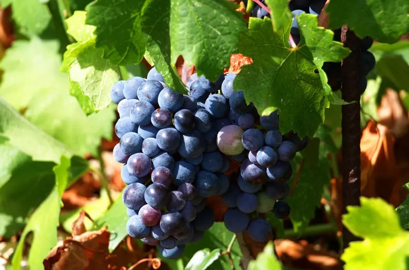 vina_skaramuca3 vina_skaramuca3