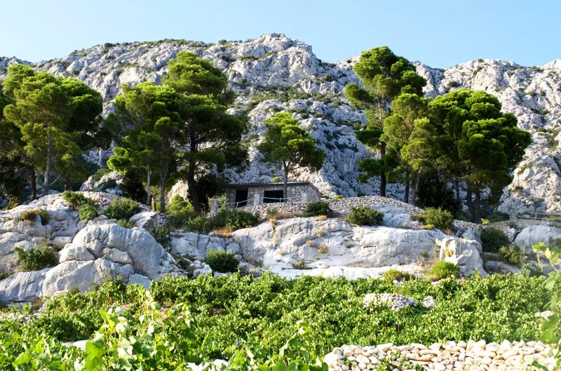 vina_skaramuca7 vina_skaramuca7