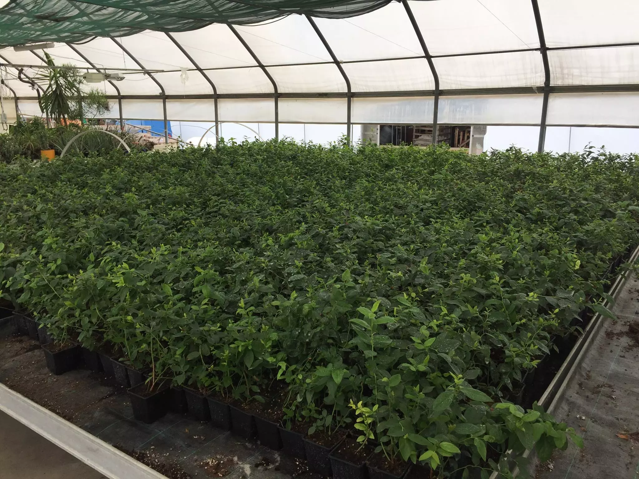 visoka_kvaliteta_sadnog_materijala