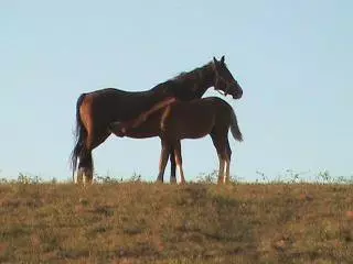 vrga-757383 vrga-757383