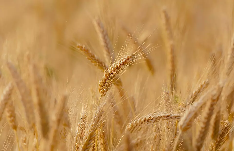 wheat-3241114_960_720 wheat-3241114_960_720