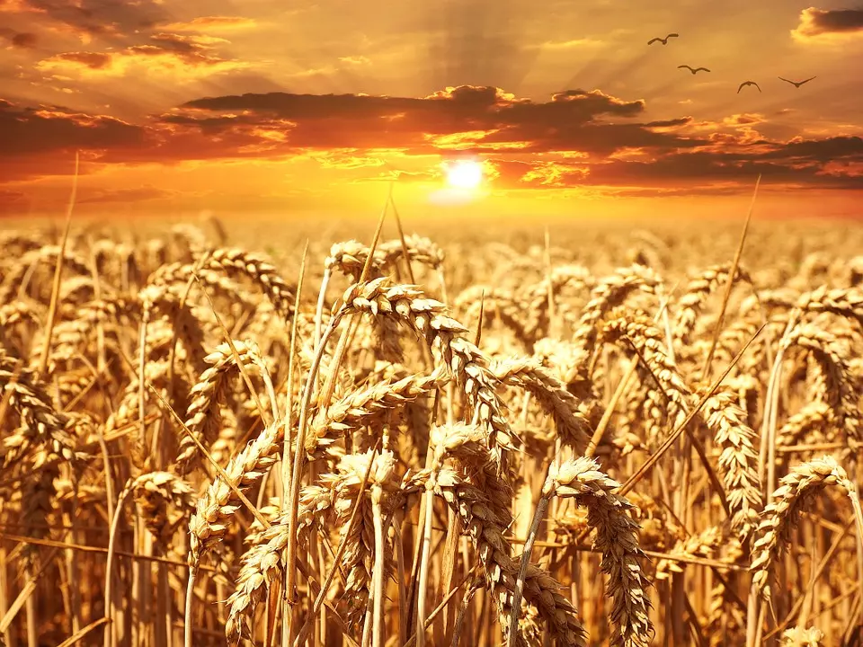 wheat-field-640960_960_720 wheat-field-640960_960_720
