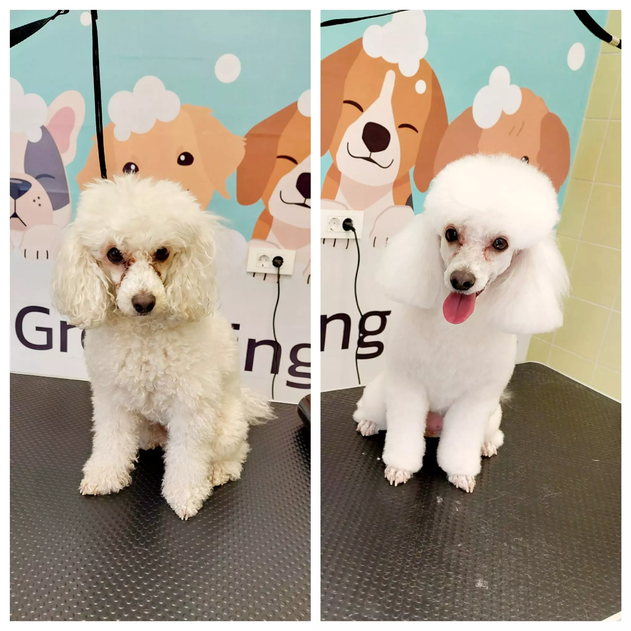 Njega i šišanje pasa Šišanje pasa u Omišlju, Primorsko-goranska županija