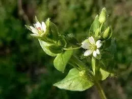 LJEKOVITO BILJE FERENČIĆ