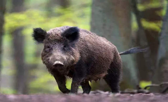 LOVAČKO DRUŠTVO KAMENJARKA LABIN