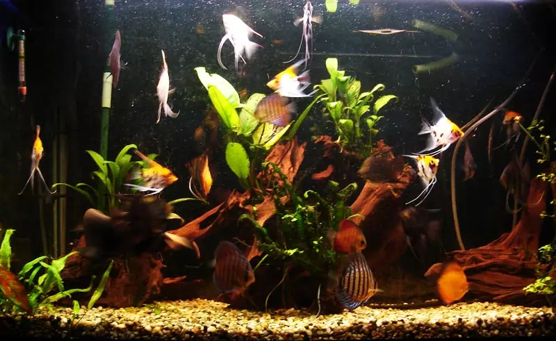 PET SHOP AQUA ZOO CVETKO