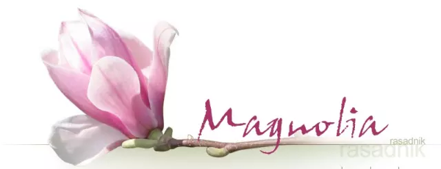 RASADNIK MAGNOLIA