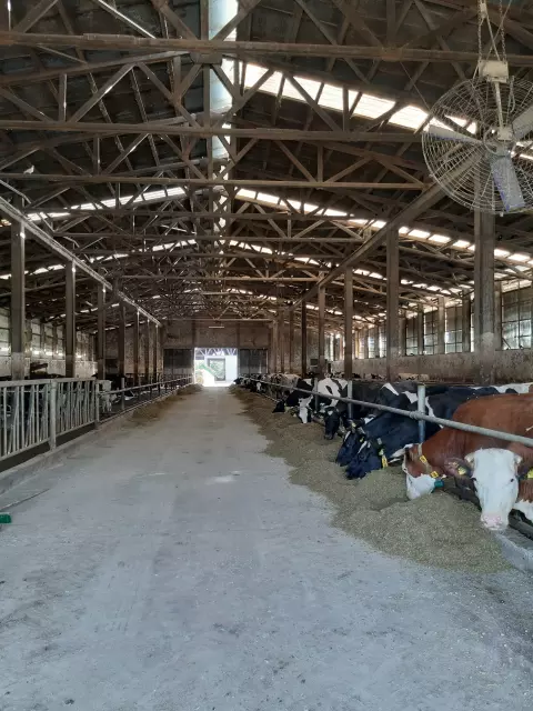 SNK MILK (FARMA).jpg