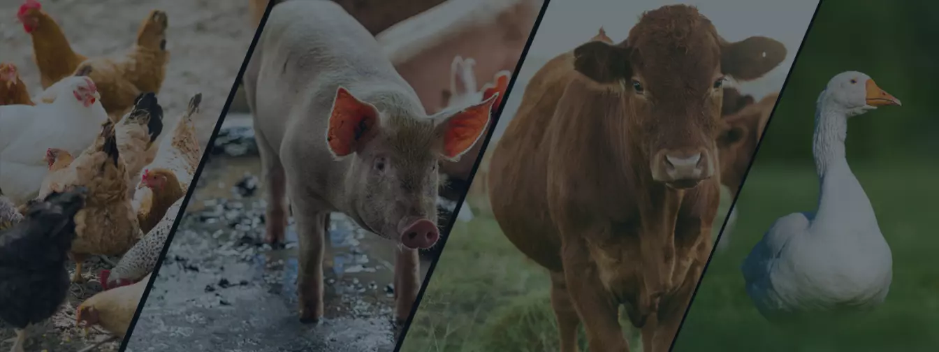 Stočarstvo i peradarstvo