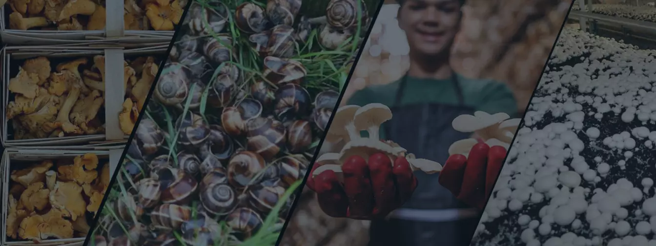 Uzgoj gljiva i puževa