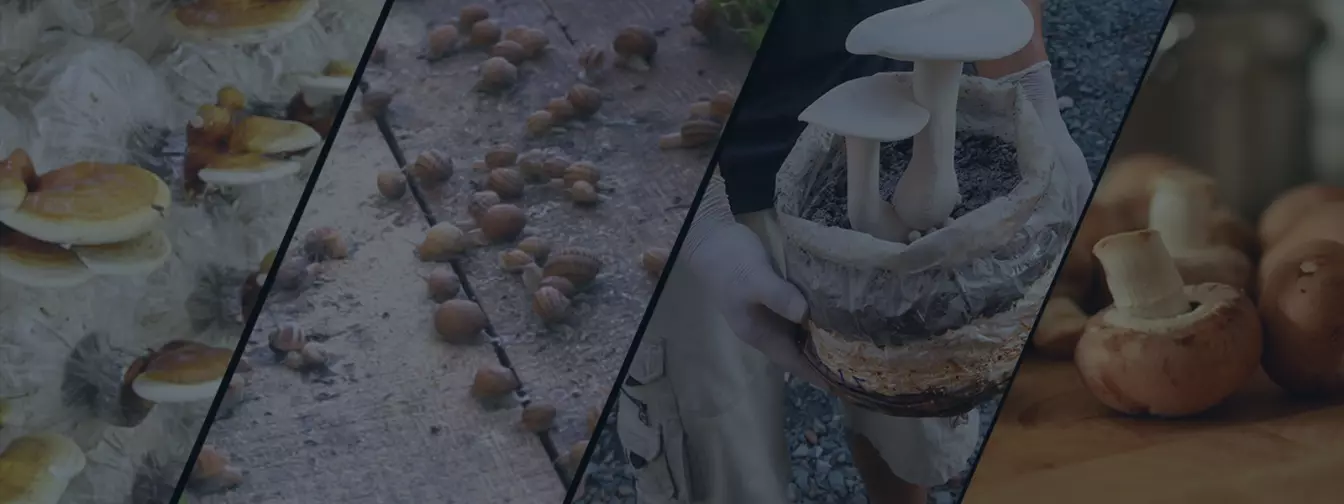 Uzgoj gljiva i puževa