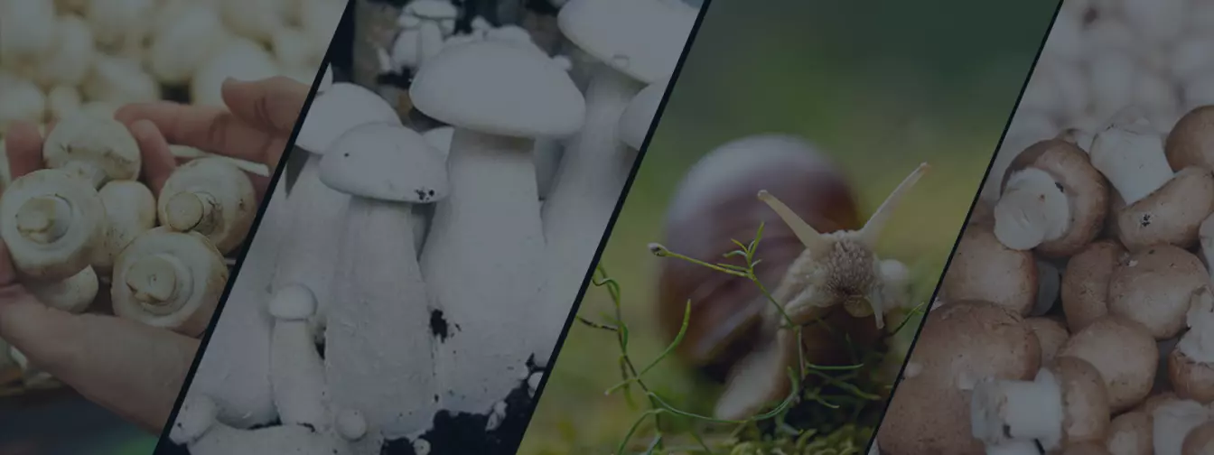 Uzgoj gljiva i puževa