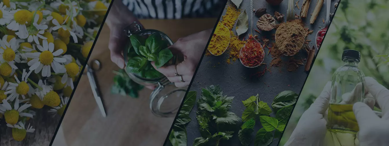 Uzgoj začinskog i ljekovitog bilja