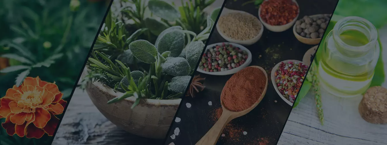 Uzgoj začinskog i ljekovitog bilja