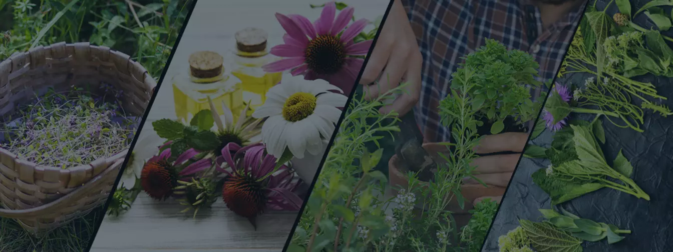 Uzgoj začinskog i ljekovitog bilja