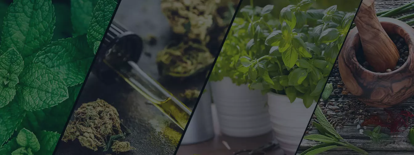 Uzgoj začinskog i ljekovitog bilja