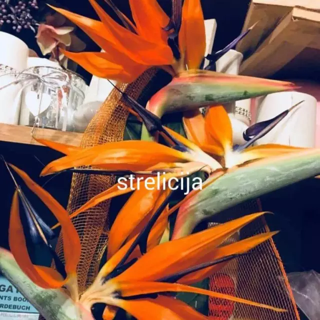 CVJEĆARNICA STRELICIJA